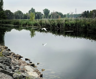 a river with a bird flying over it